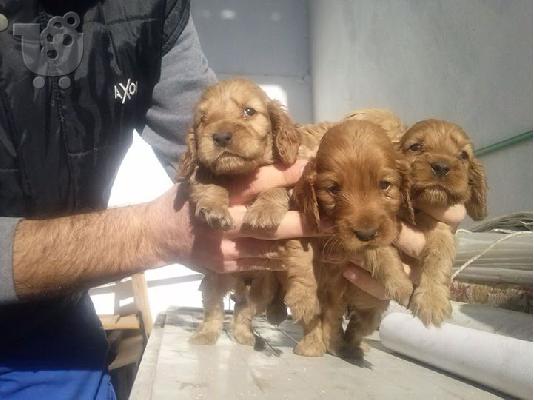 PoulaTo: ΔΙΑΘΕΣΙΜΑ ΚΑΘΑΡΟΑΙΜΑ ΚΟΥΤΑΒΙΑ COCKER SPANIEL (KOKER ESPANIEL-ΚΟΚΕΡ ΣΠΑΝΙΕΛ)