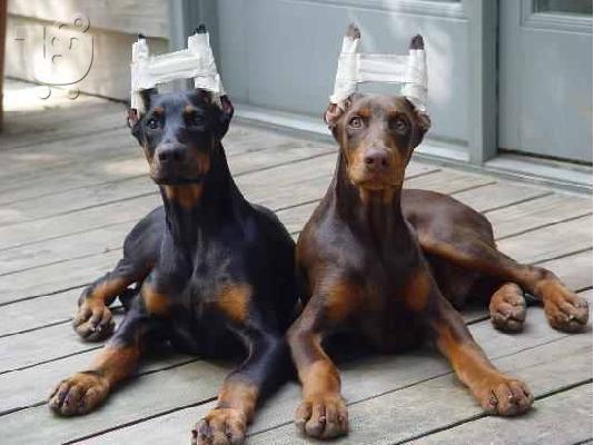 PoulaTo: Γερμανικός Ποιμενικός   &  ΝΤΟΜΠΕΡΜΑΝ   Doberman