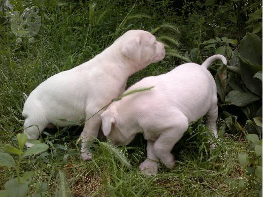 Dogo Argentino 