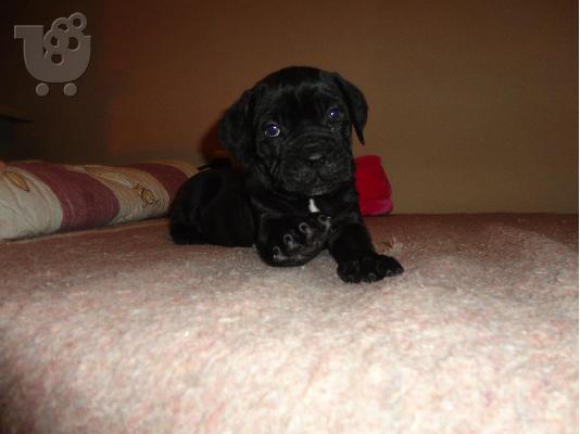 cane corso