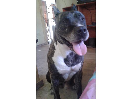 pit bull koutabia