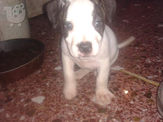 PoulaTo: pit bull koutabia