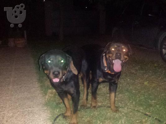ΠΩΛΟΥΝΤΑΙ ΑΥΘΕΝΤΙΚΑ ROTTWEILER
