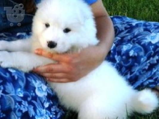 Lijepi zdravi samojedni štenad kontaktirajte me preko (whatsapp 32460219218) ili (viber 23...