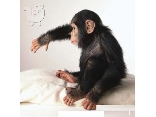 PoulaTo: Υγιεινό μωρό Chimpanzee.