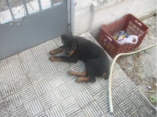 poleite rottweiler