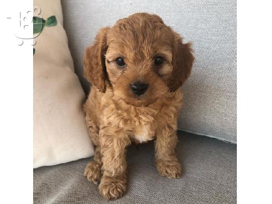 PoulaTo: Κουτάβια Cavoodle για Υιοθεσία