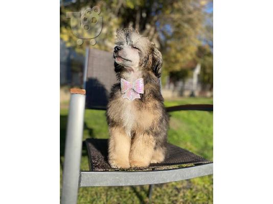 PoulaTo: Αρσενικό κουτάβι Chinese Crested
