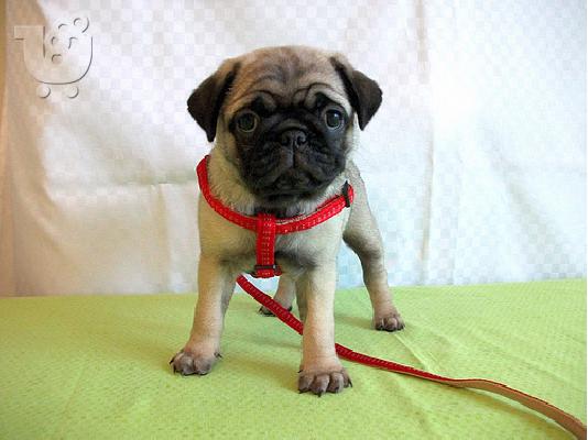 PoulaTo: Pug-Πάγκ