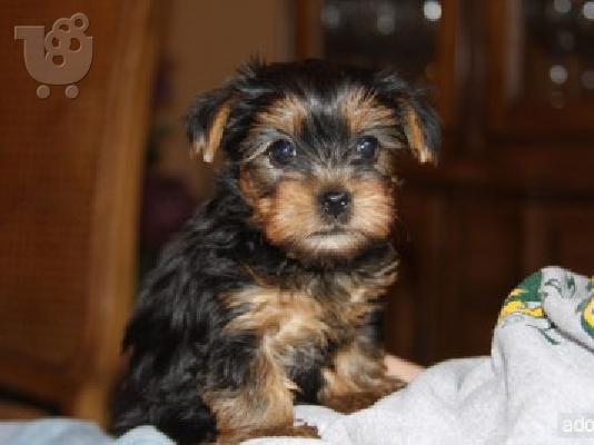 PoulaTo: Yorkshire terrier Super mini