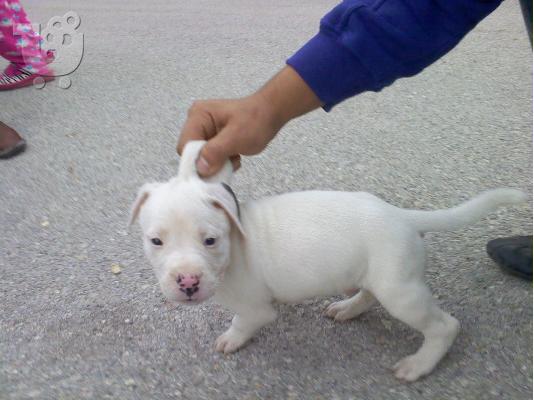 pitbull 6 εβδομαδων
