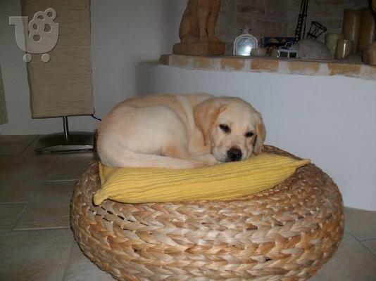 ΠΩΛΟΥΝΤΑΙ LABRADOR RETRIEVER-ΚΑΘΑΡΟΑΙΜΑ ΚΟΥΤΑΒΙΑ