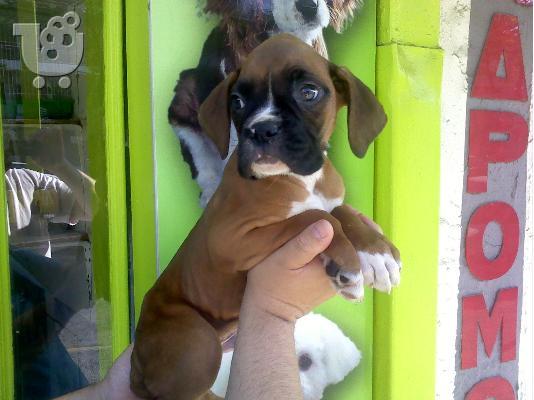 boxer
