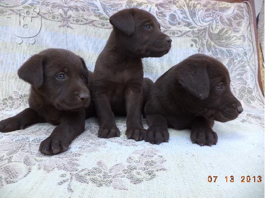 labrador