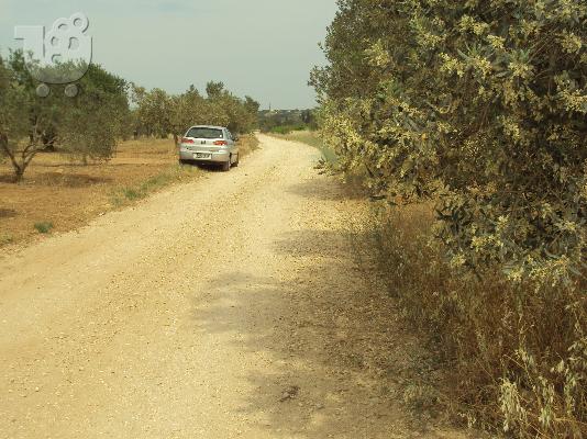 αγροτεμμαχιο με ελιες στα εξαμιλια θεση κεσσιμια