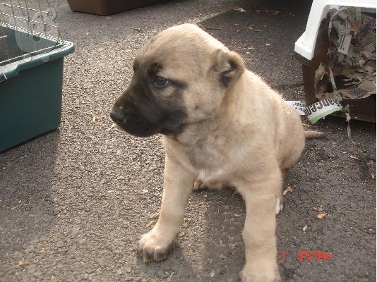 kangal