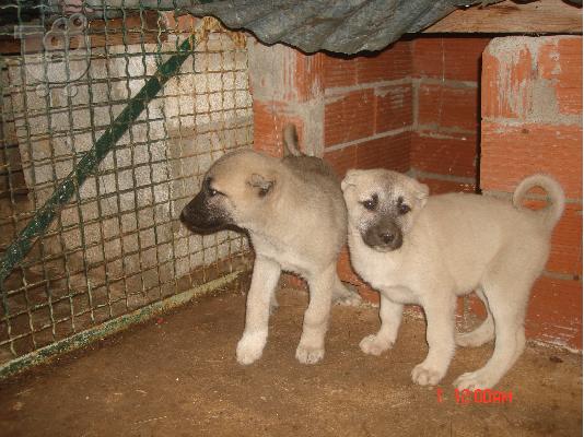 KANGAL