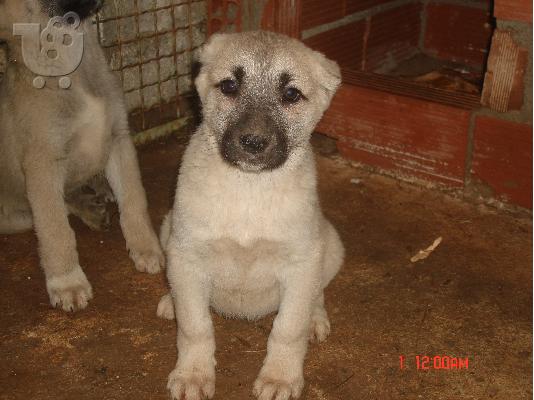 KANGAL
