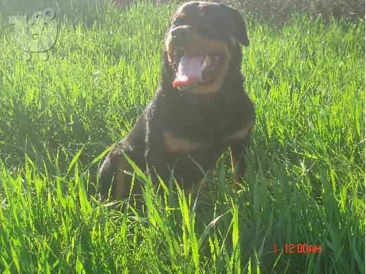 ROTTWEILER