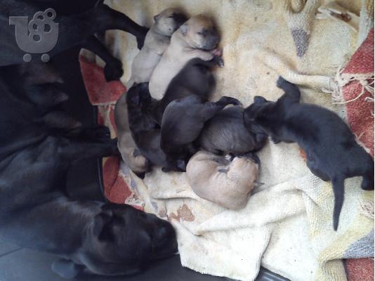 polounte koutabia pitbull