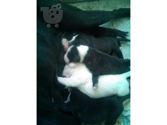 pitbull terrier