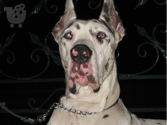 Great Dane Αρλεκίνος Μεγάλος Δανέζικος