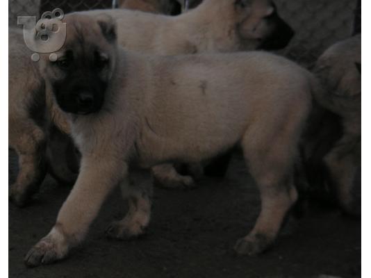 Τουρκικά kangal