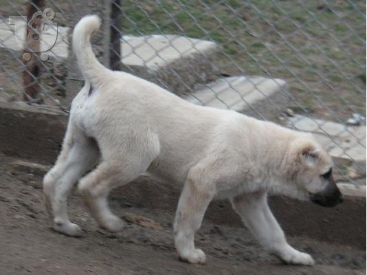 Τουρκικά kangal