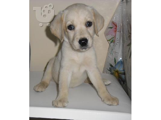 PoulaTo: Labrador retriever