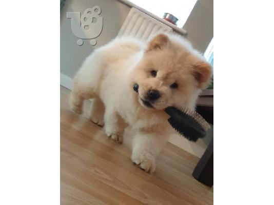 Διατίθενται μωρά Chow Chow
