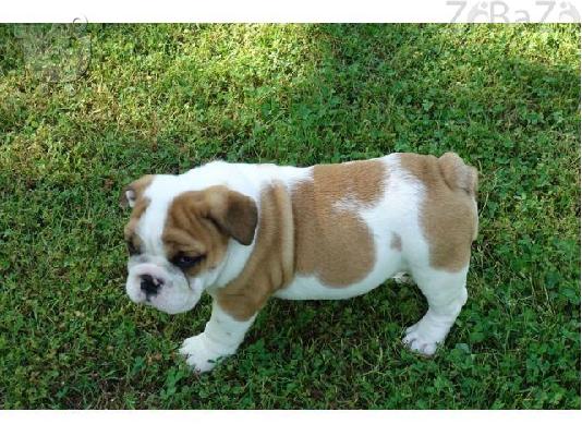 PoulaTo: English bulldog puppies with very exploring an playfull skills full of energy
