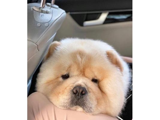 PoulaTo: Υγιή κουτάβια Chow Chow