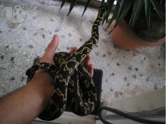 Πωλειται φιδι πυθωνας Morelia Spilota (carpet python)