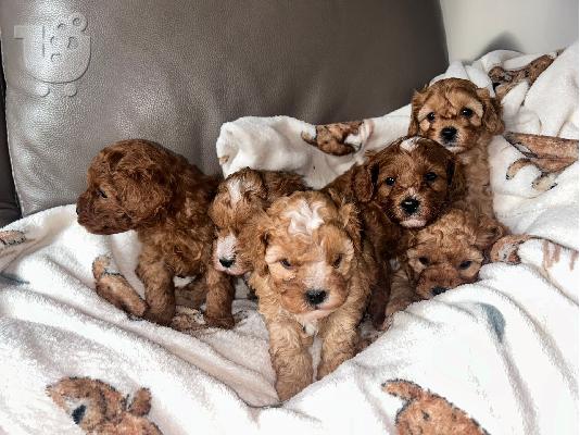PoulaTo: Ποιοτικά κουτάβια Cavapoo