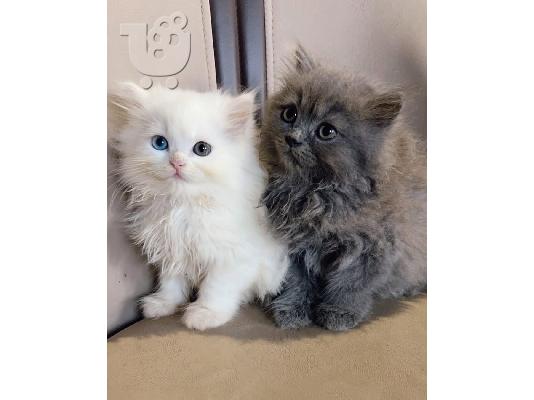 PoulaTo: Ragdoll Kittens προς πώληση Αρσενικό/θηλυκό