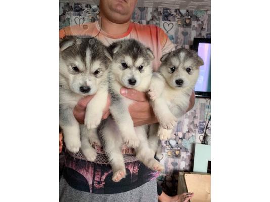 PoulaTo: Prekrasni sibirski husky štenad