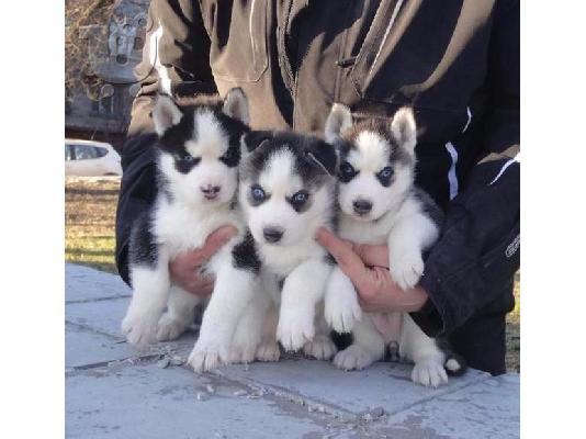 PoulaTo: Σιβηρικό χάσκι / Siberian Husky