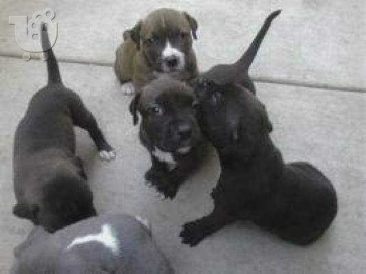 PoulaTo: pitbull