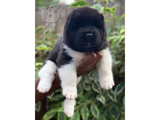 Muški i ženski Akitas