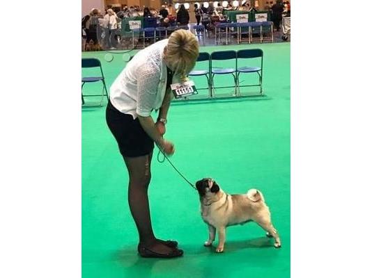 PoulaTo: Koutávia Kc Pugs
