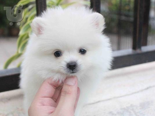 PoulaTo: Σούπερ χαριτωμένο pomeranian κουτάβι