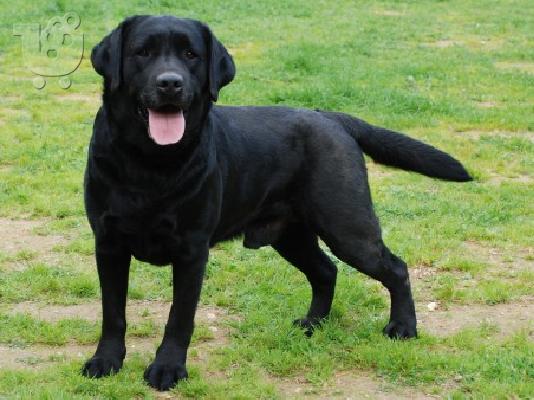 ΜΑΥΡΑ Labrador καθαροαιμα κουταβακια απο γονεις με pedigree ΑΘΗΝΑ ΚΡΗΤΗ 6979314054...