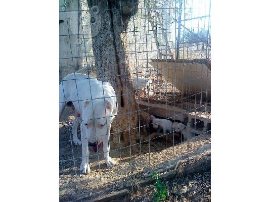 dogo argentino