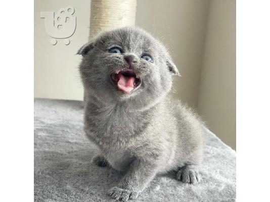 ΠΟΛΥ ΚΑΛΗ ΕΚΠΤΩΣΗ SCITTISH FOLD KITTEN ΔΙΑΘΕΣΙΜΟ