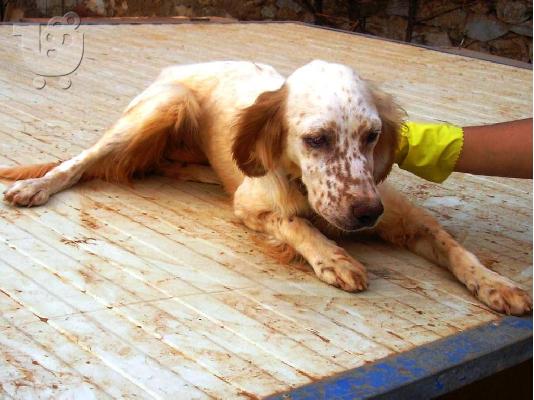 PoulaTo: ΣΕΤΤΕΡ ΧΑΡΙΖΕΤΑΙ