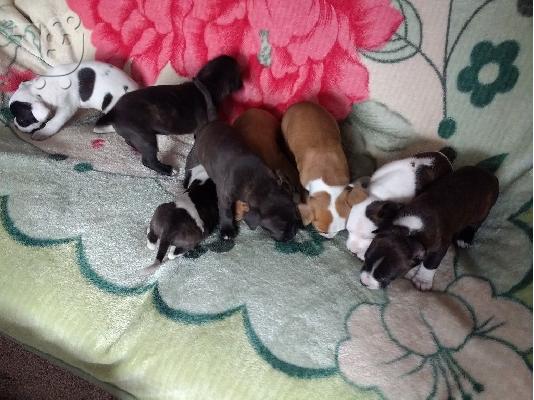 PoulaTo: Ανεκτίμητη γενεαλογία staffordsire bull terrier Puppy έτοιμο για υιοθεσία!