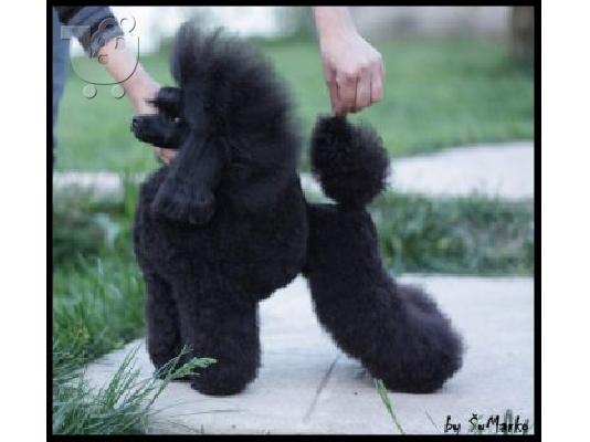 ΚΑΝΙΣ ΤΟΥ (TOY POODLE) Πουντλ