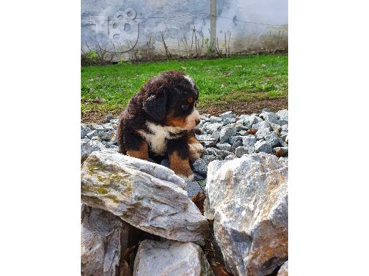Κουτάβια Bernese Mountain Dog