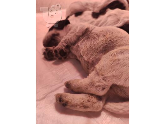 Αγγλικό cocker spaniel