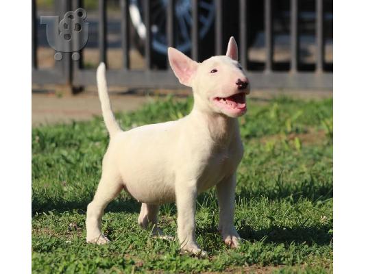 Standard Bull Terrier κουτάβια